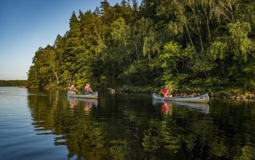 Three people paddling canoes on a lake next to a forest.