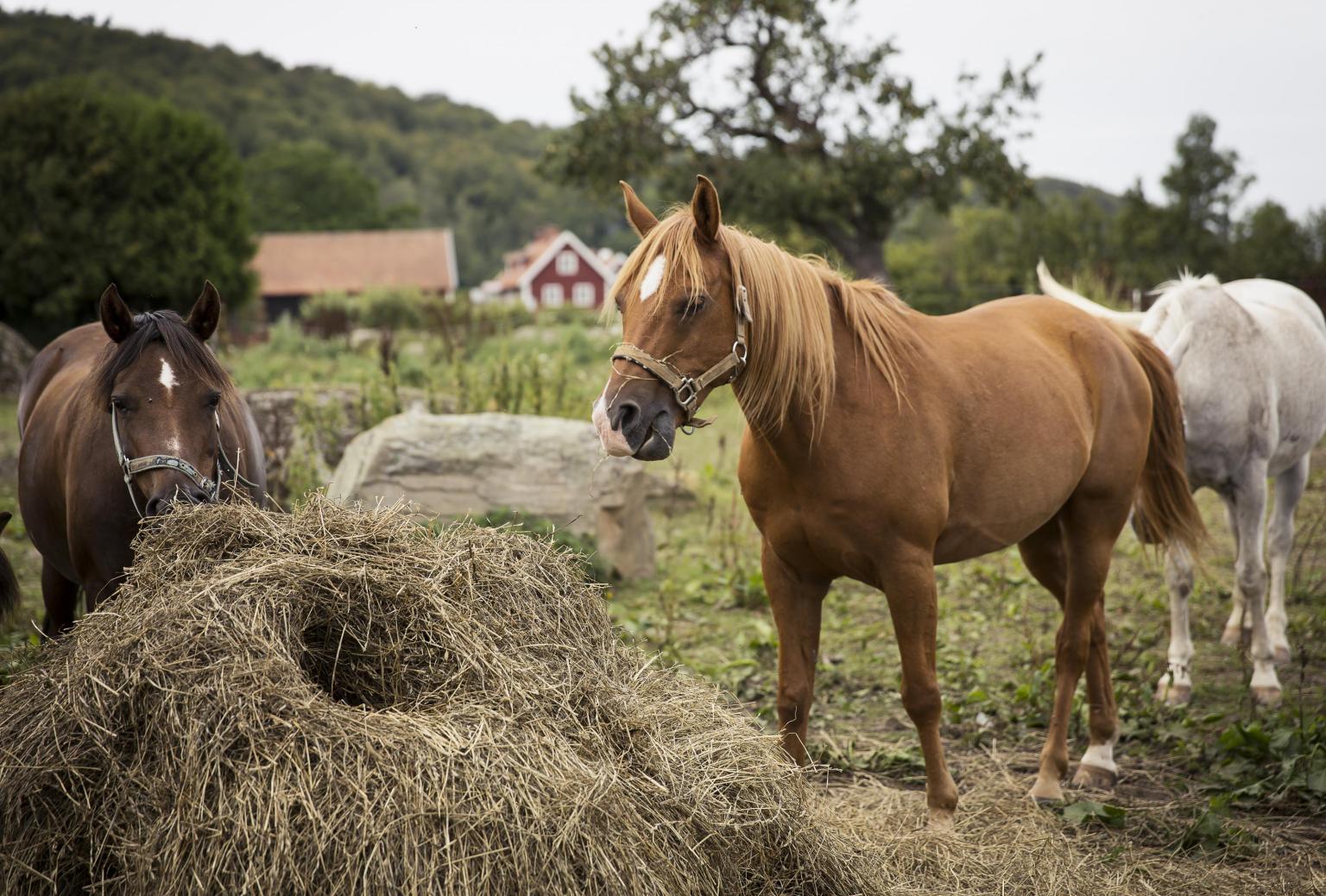 Hästar som betar på en lantgård