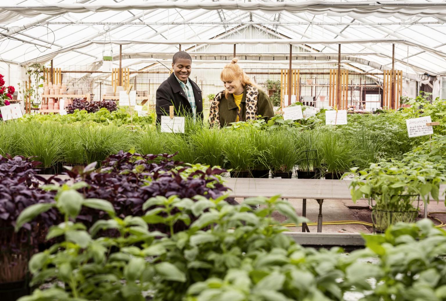 Tomatens hus farm shop © Apelöga