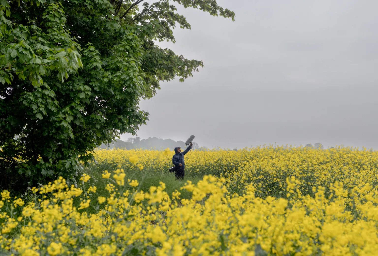 Sound technician by a rapeseed fiel