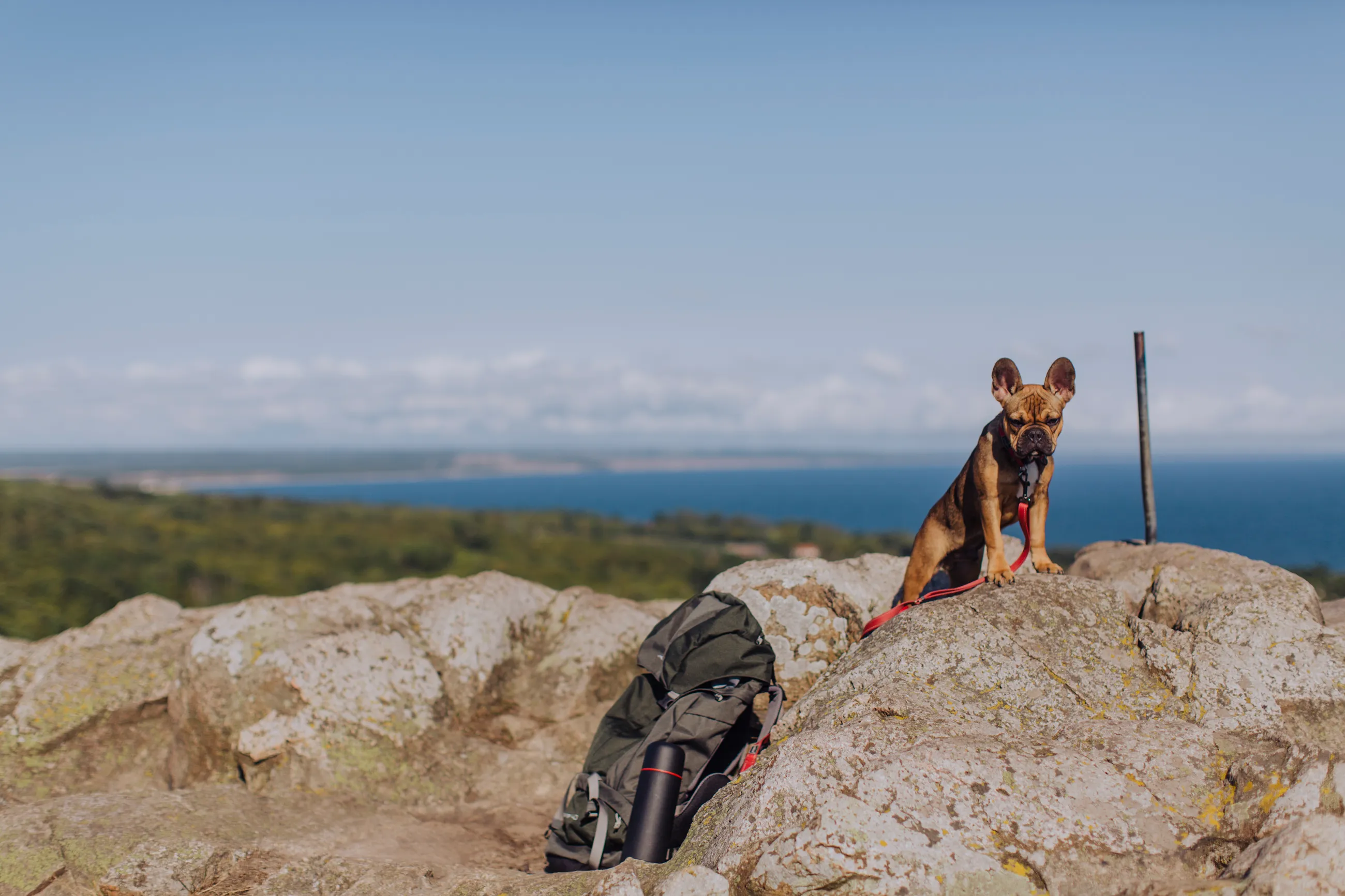En hund på en klippa