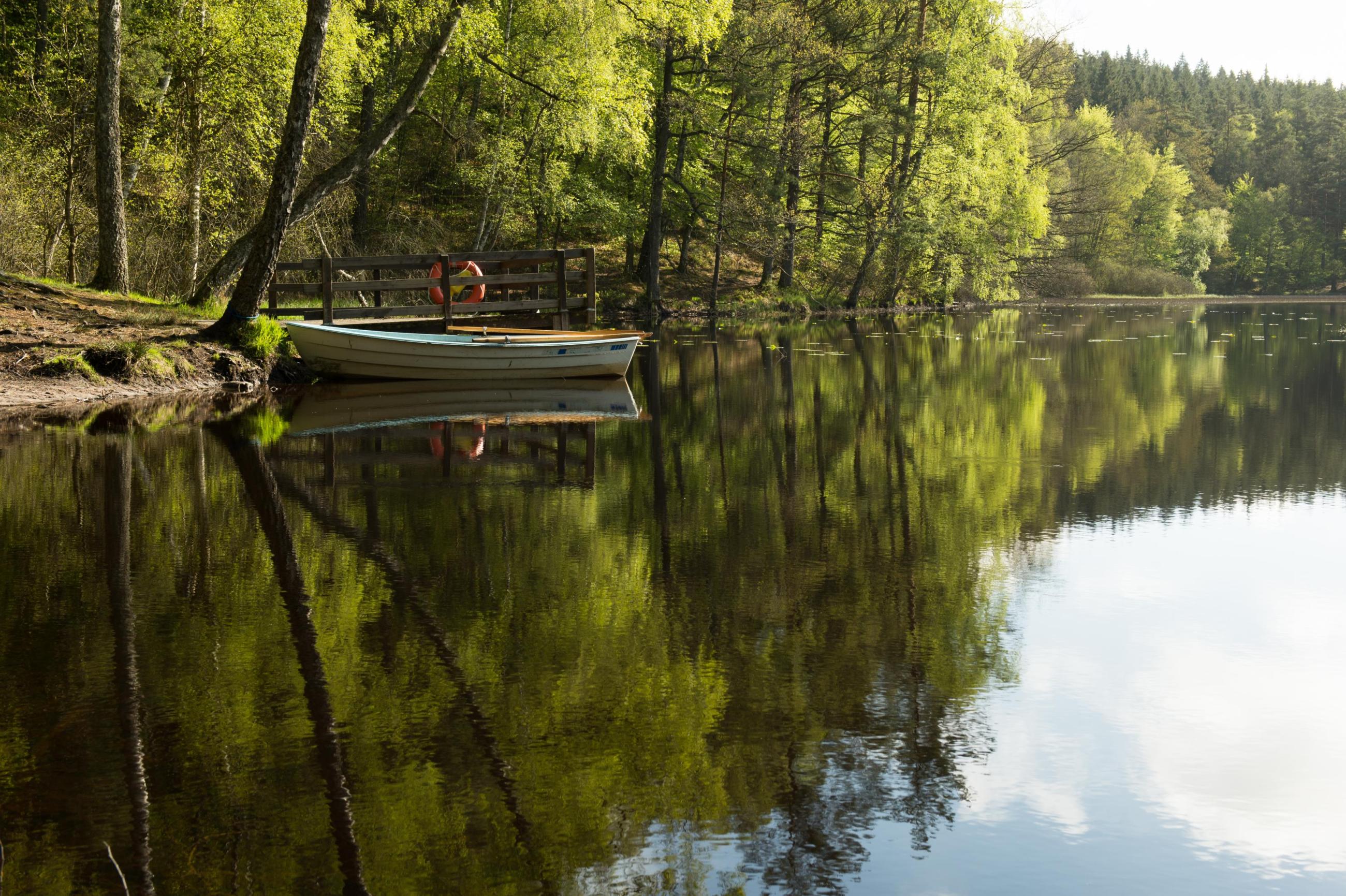 En roddbåt på sjön omgiven av grön skog