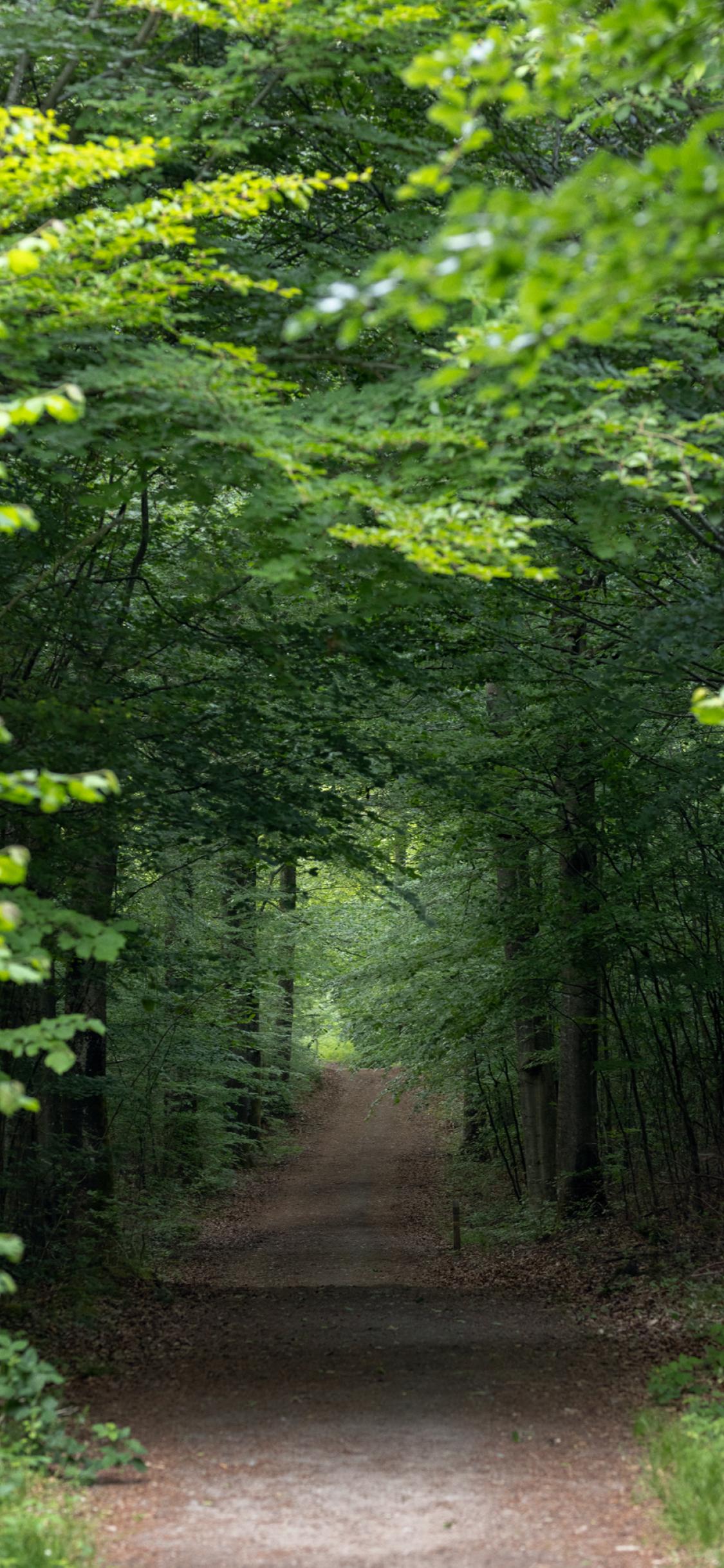 Path tha leads into deep forrest