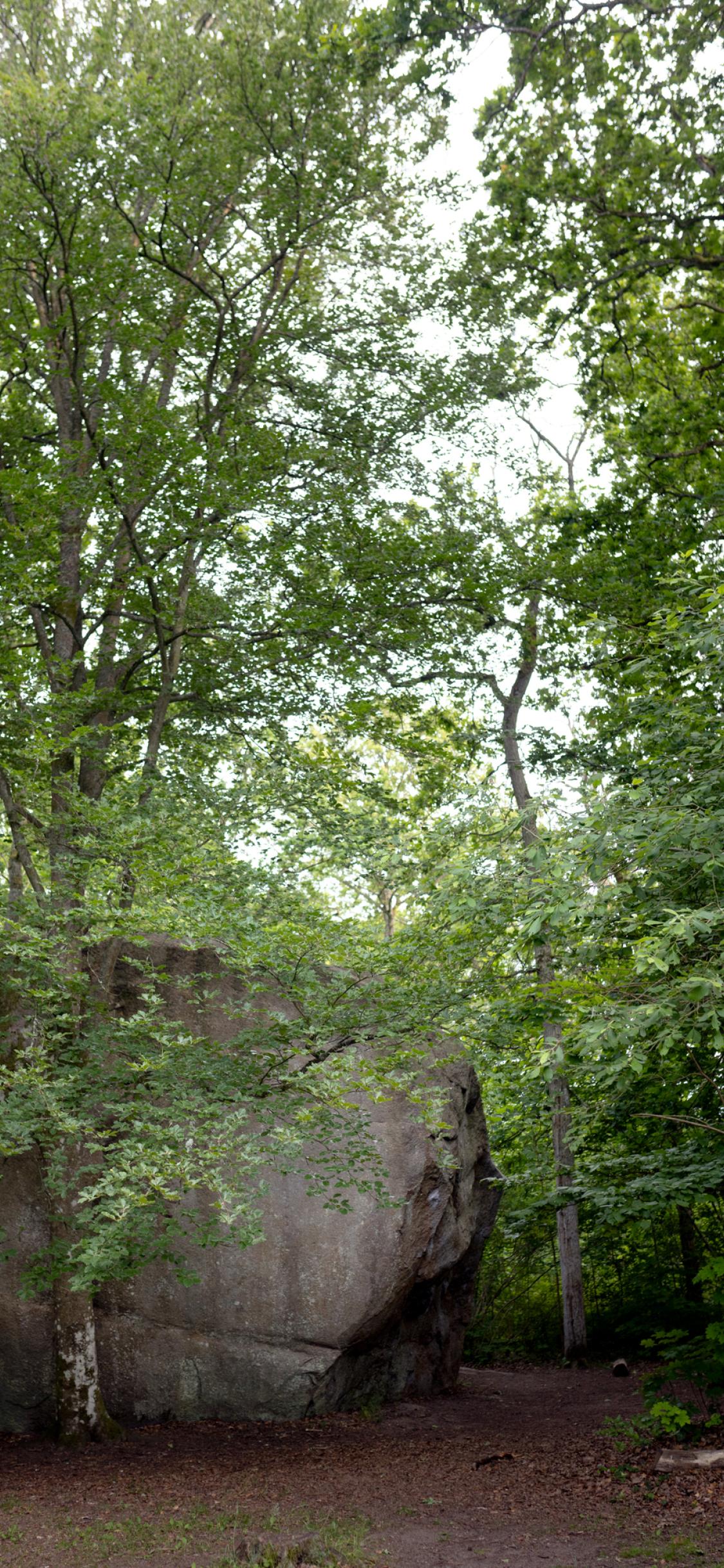 Big rock next to a birch tree