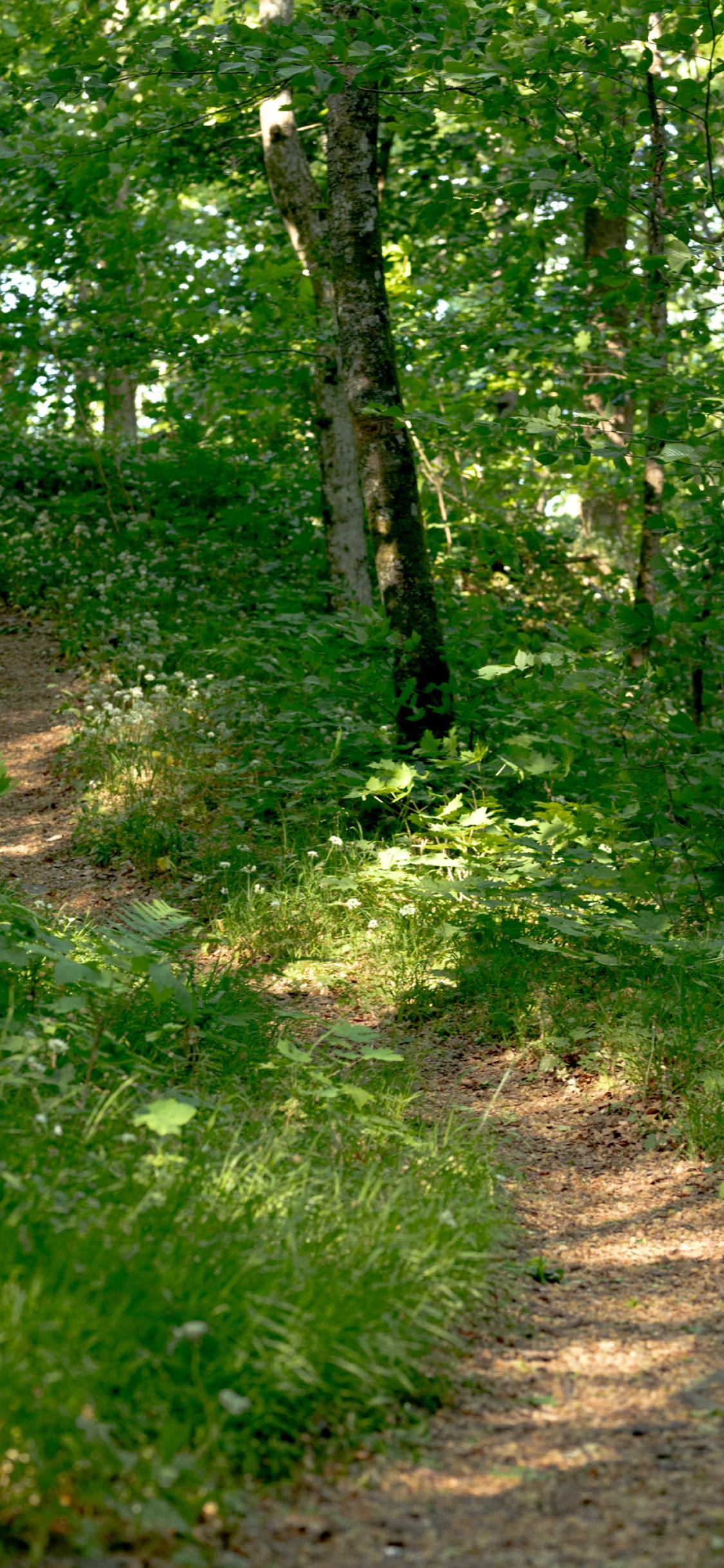 pathway in allarps bjär forest