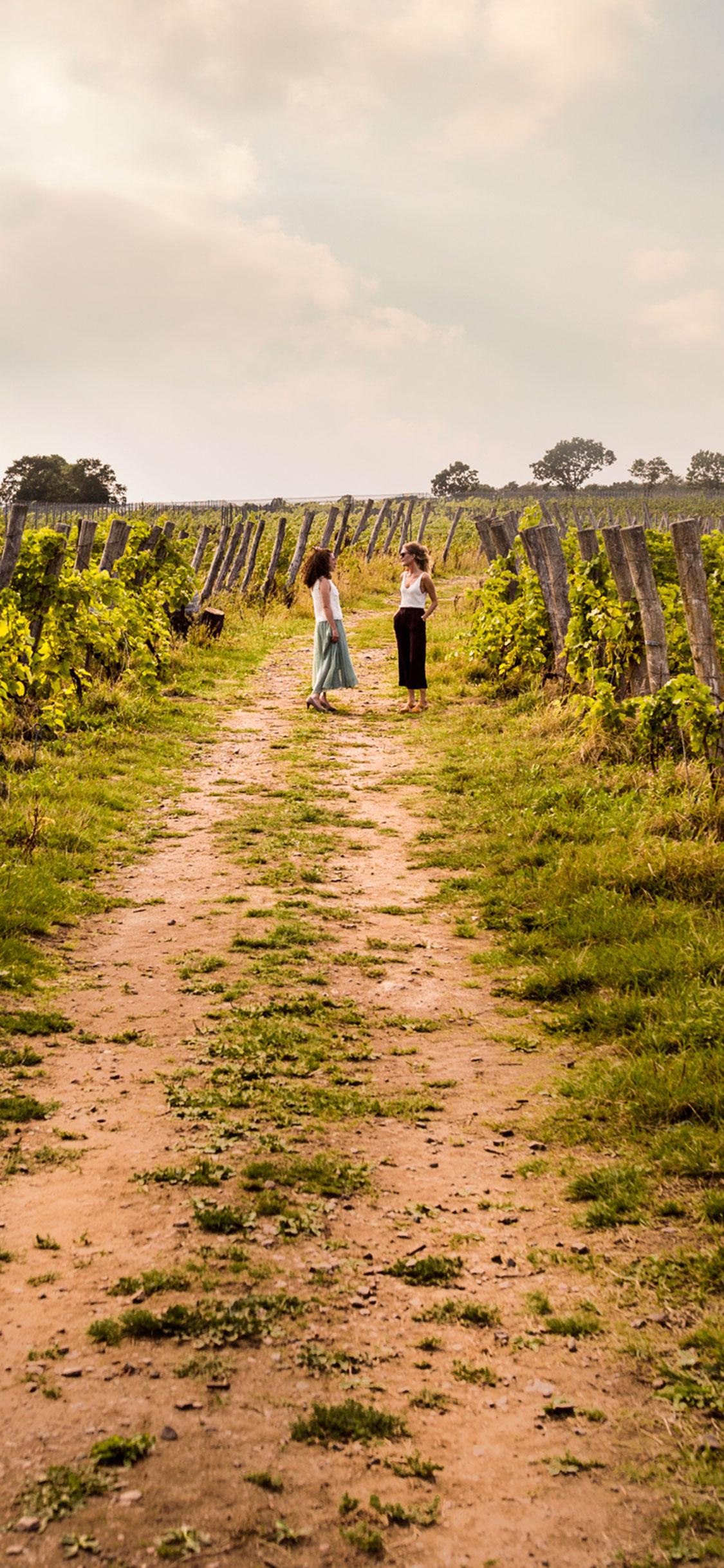 path_in_vineyard