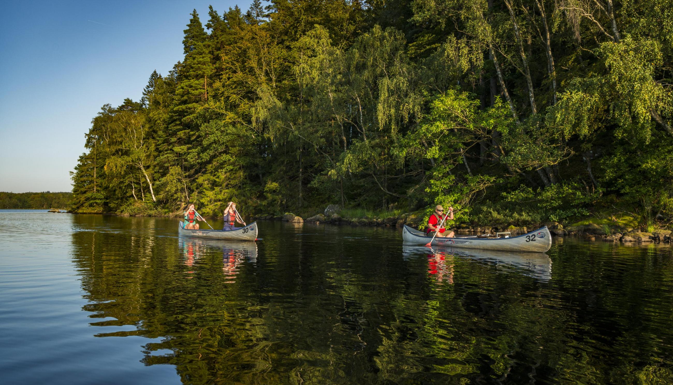 Three people paddling canoes on a lake next to a forest.