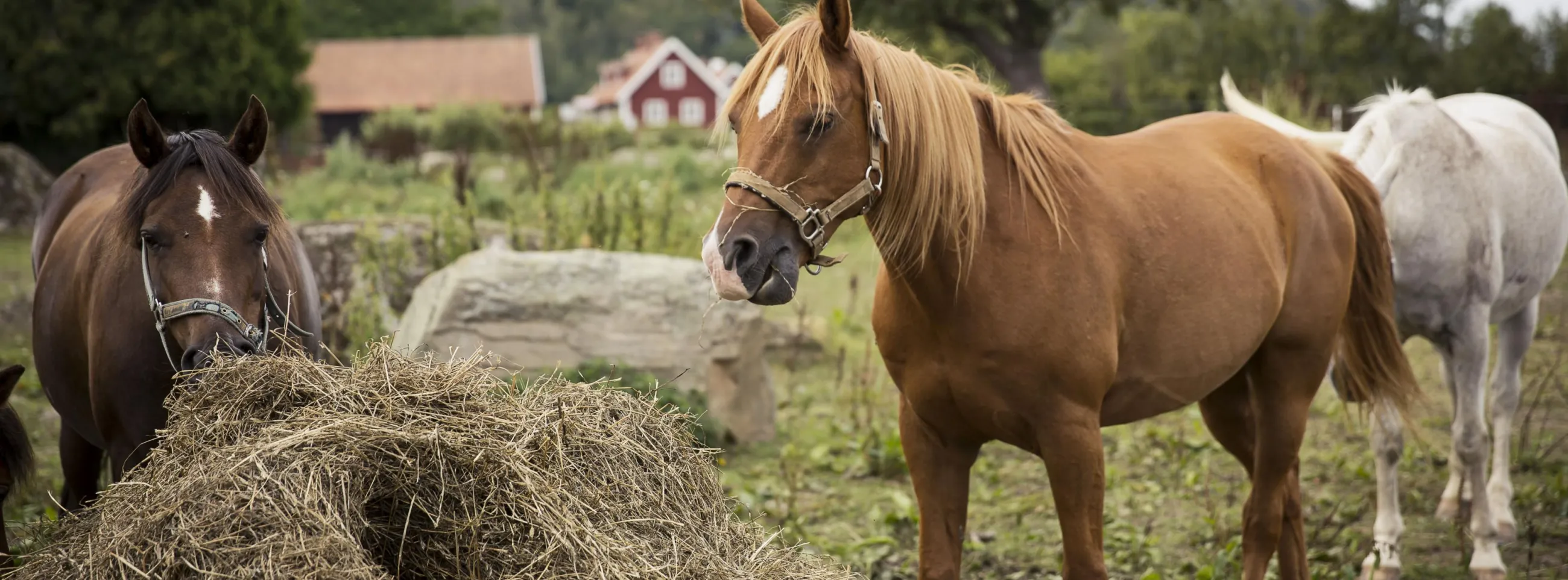 Three horses graze on straw at a picturesque farm in Southern Sweden