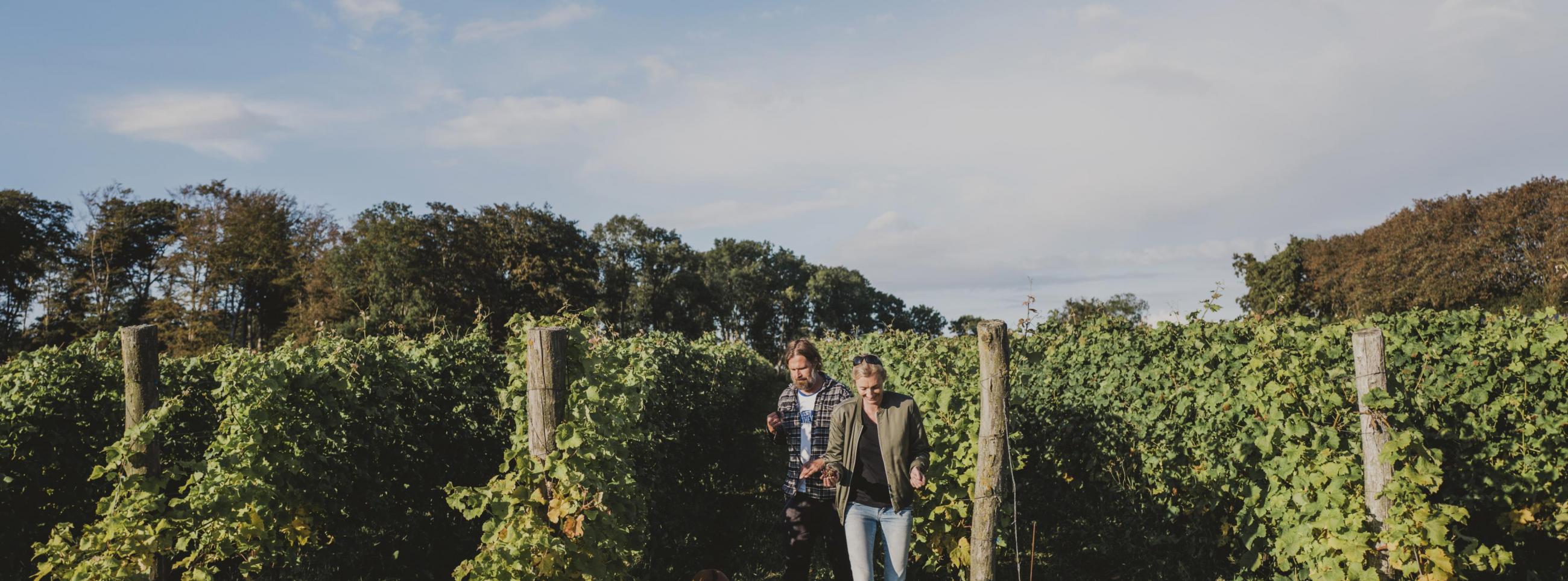 Vineyards in Skåne