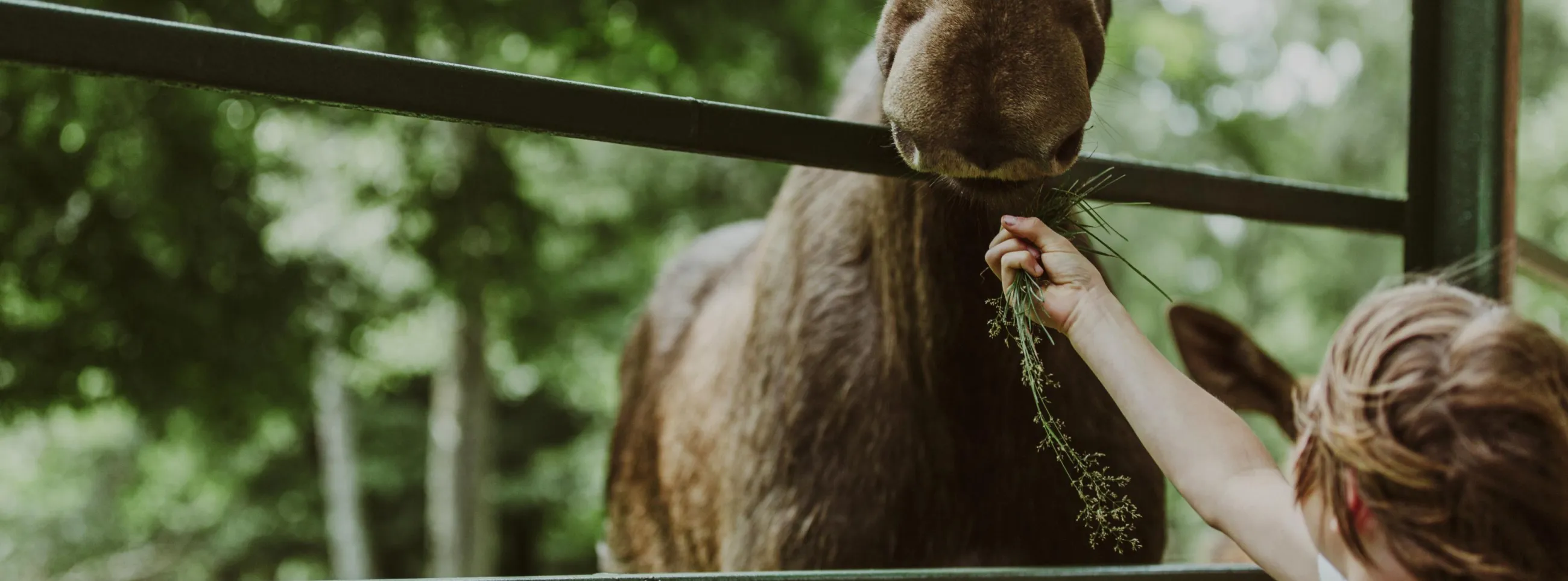 Ett barn som matar en älg i Skånes djurpark