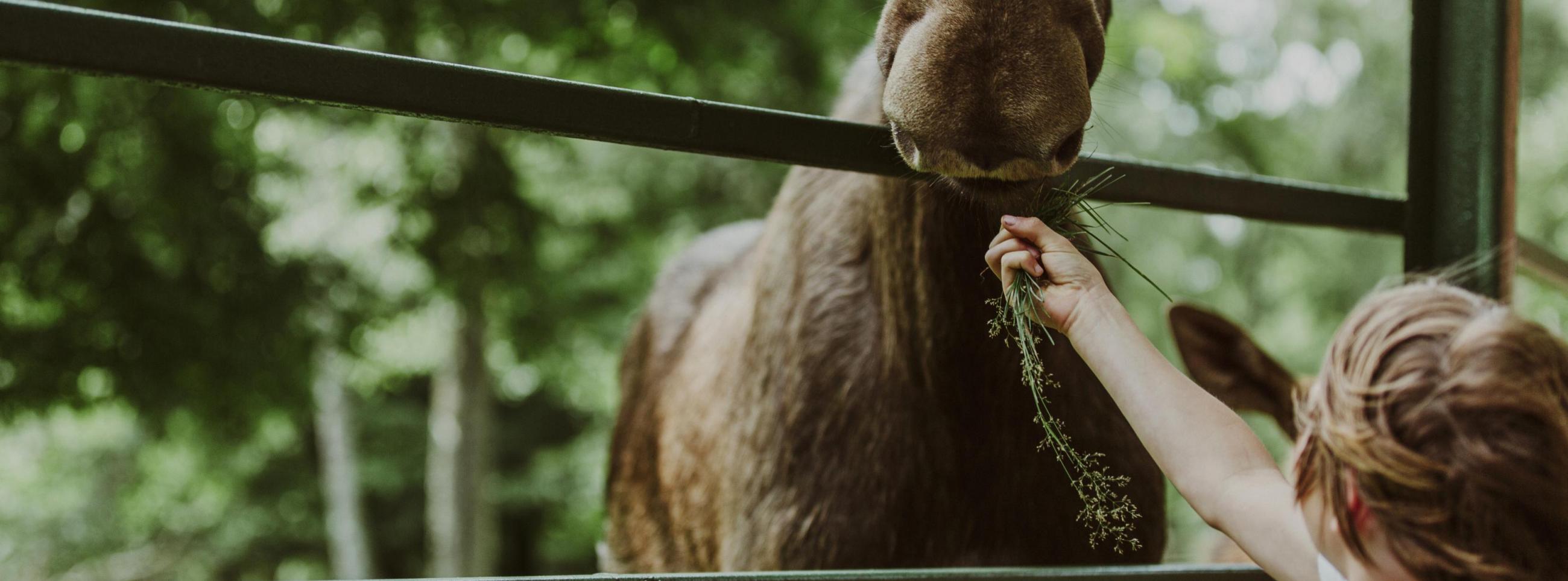 Ett barn som matar en älg i Skånes djurpark