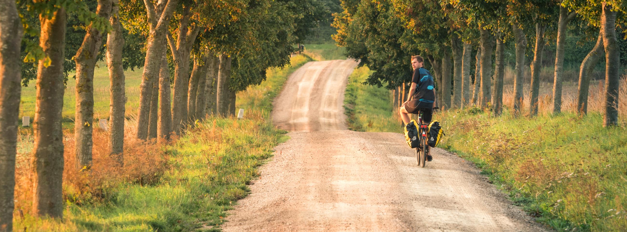 Byciclist on gravel road surrounded by avenue of trees 