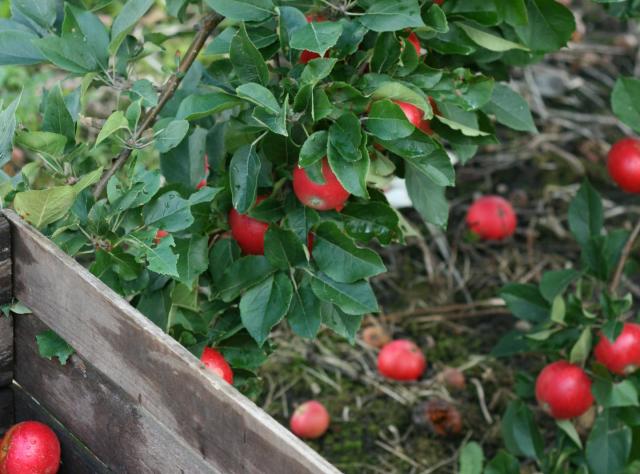 © Kullabygdens_Musteri_