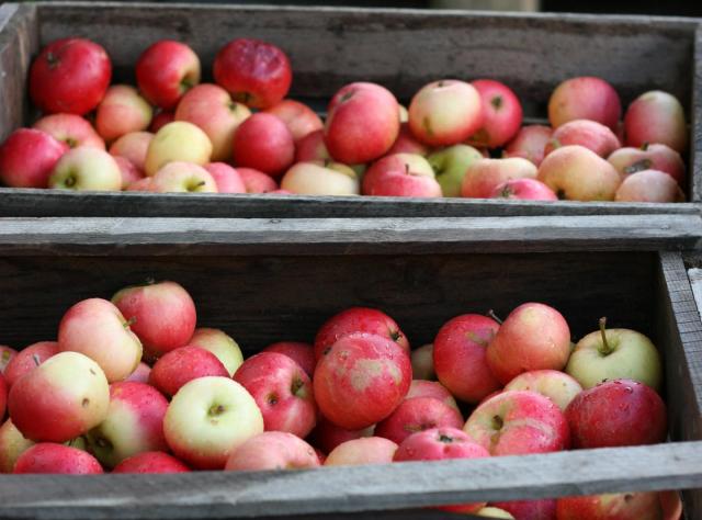 © Kullabygdens_Musteri_Aepplen