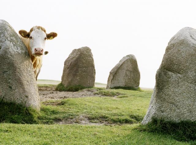Kuh und die Steine von Ale © Åsa Siller