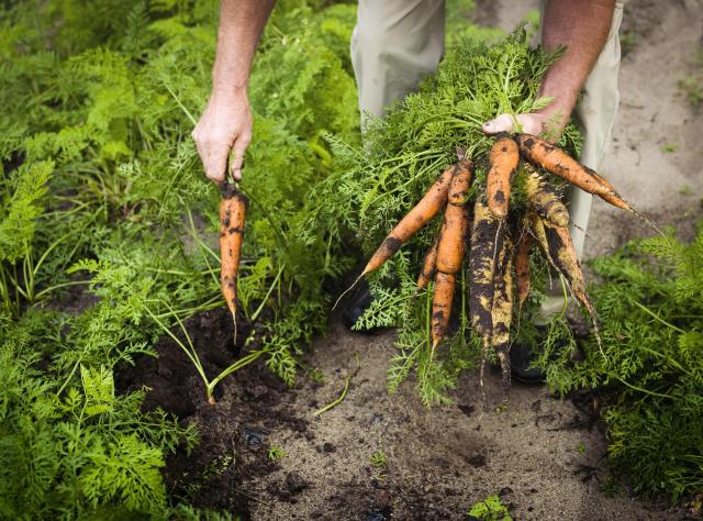 A man picking carrots out of the ground