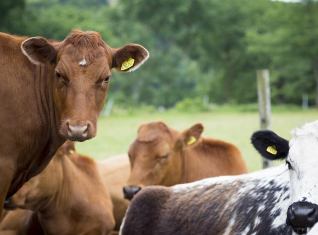 Braune und gescheckte Kühe auf der Weide eines Bio-Bauernhofs.