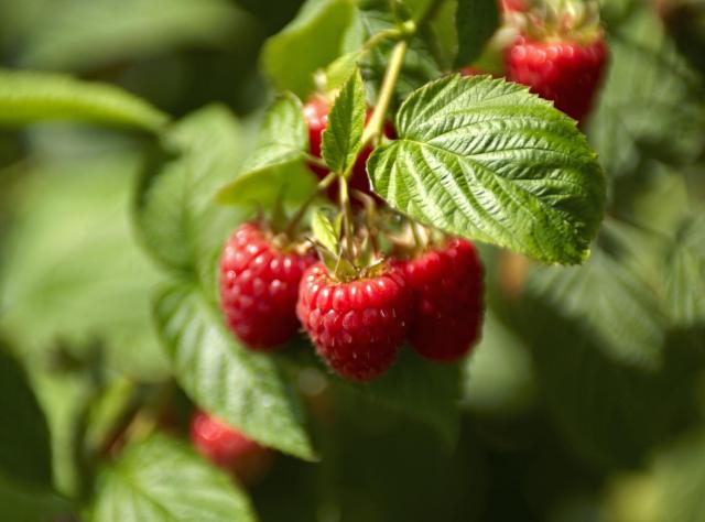 A close-up of raspberries hanging on a branch