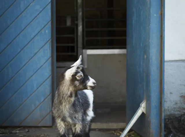 Ein Zicklein steht vor den blauen Stalltüren der Molkerei Soldattorpet.