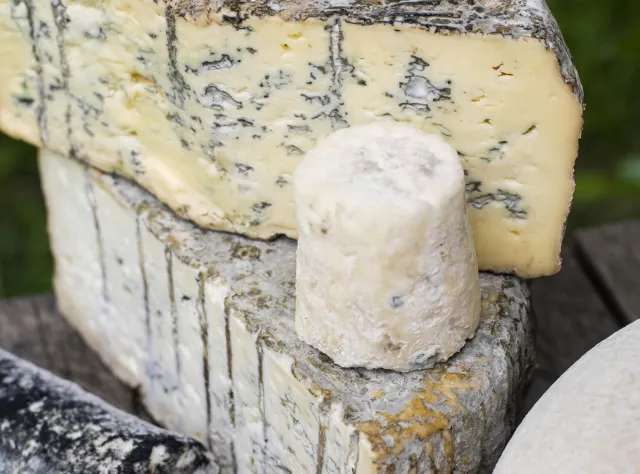 Verschiedene Arten von Schimmelkäse auf einem Tisch in der Molkerei Soldattorpet.