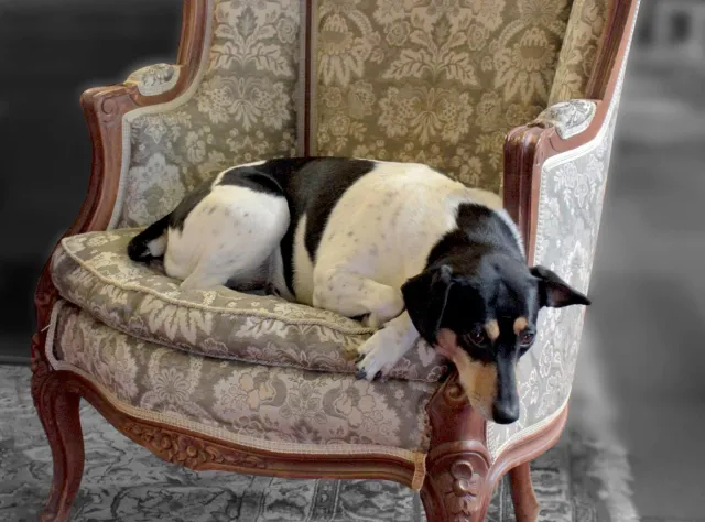 Dog resting in an antique armchair