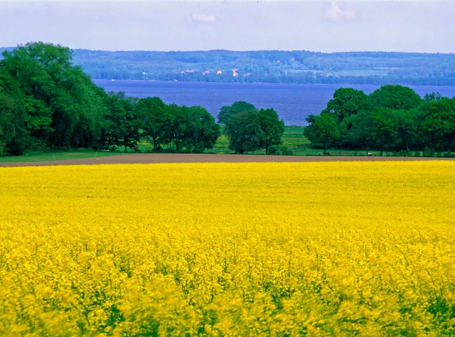 Ein leuchtend gelbes Rapsfeld in der Nähe des Sees Ringsjön in Skåne.