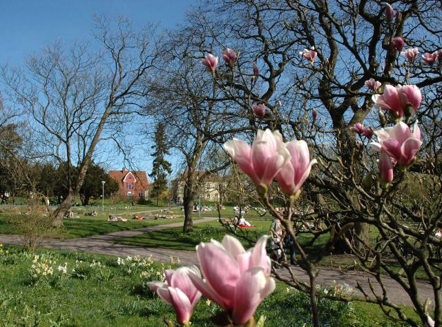 Early summer at the Botanical garden in Lund