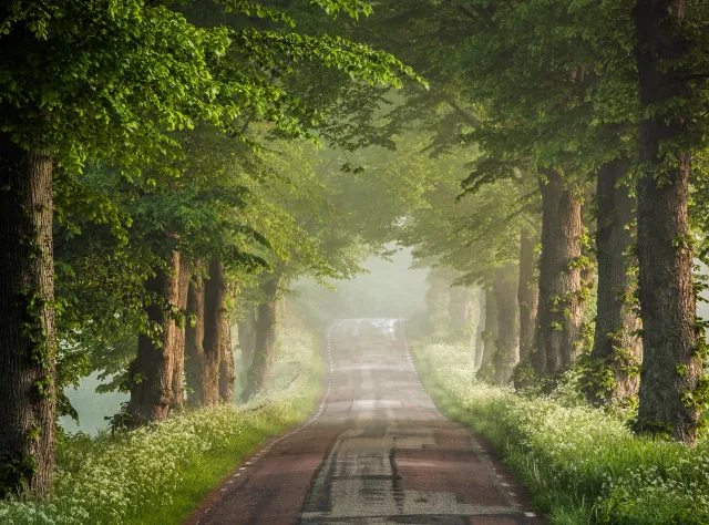 Österlen road