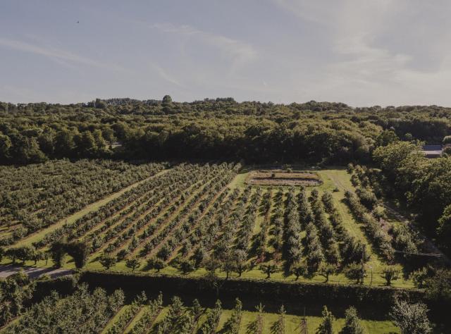 A view from above of the apple plantations at Kiviks Musteri 