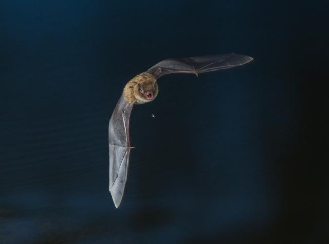 bat from bat safari