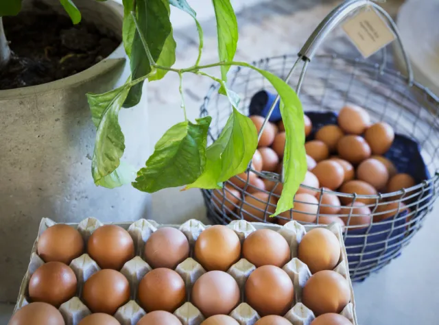  Brown eggs in a egg carton and basket with a green plant next to it