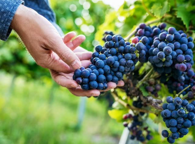 Hand rör vid en klase blå druvor i en vinodling