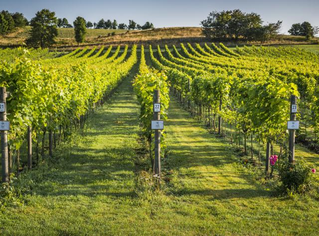 Vineyard rows with numbered signs 21, 22, and 23 creating geometric patterns across rolling hills, lush green vines in summer sunlight
