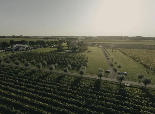 Aerial view of vineyard with orderly grape vine rows, tree-lined country road, farm buildings and expansive agricultural landscape under overcast sky