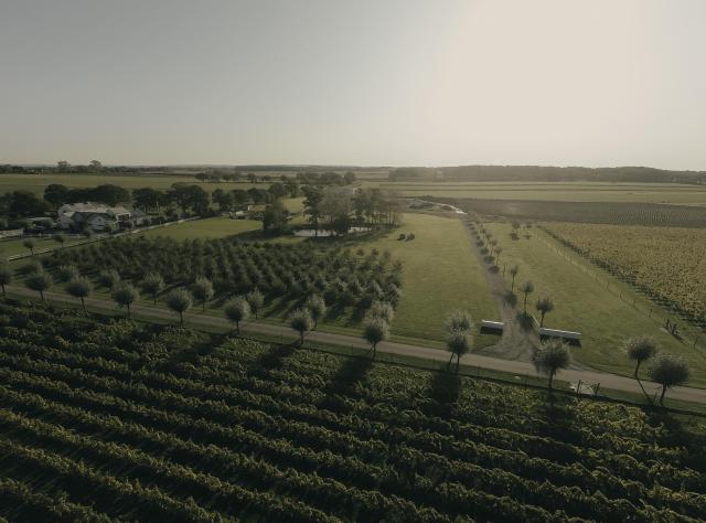 Aerial view of vineyard with orderly grape vine rows, tree-lined country road, farm buildings and expansive agricultural landscape under overcast sky