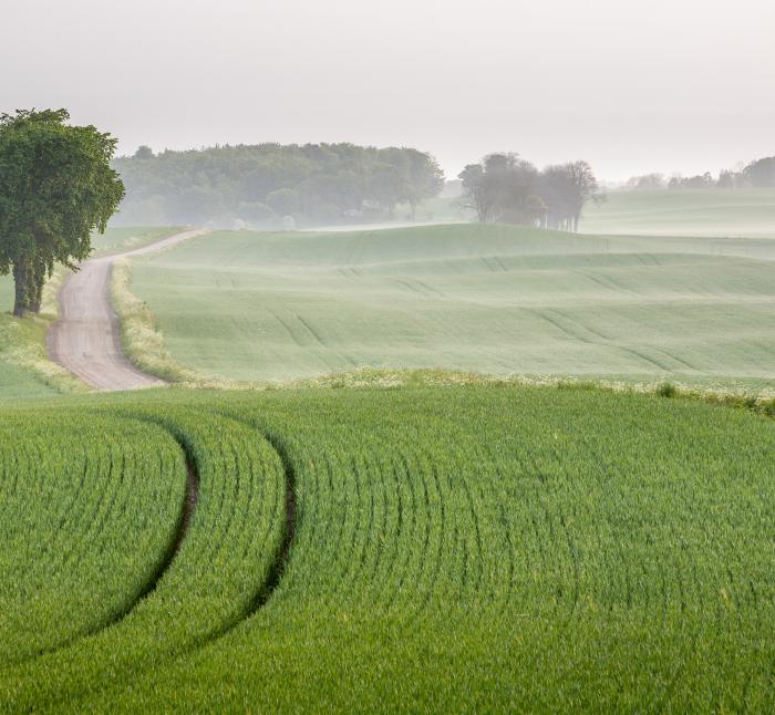 Green fields in the mist with a lonely tree