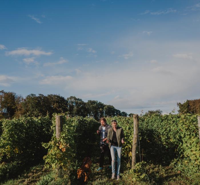 People walking through vines in a vineyard 