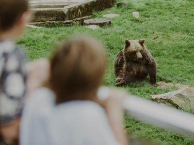 Bear at Skånes Djurpark © Michael Tannus