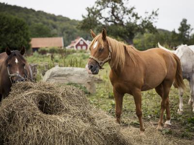 Pferde fressen Heu auf einem Bauernhof.
