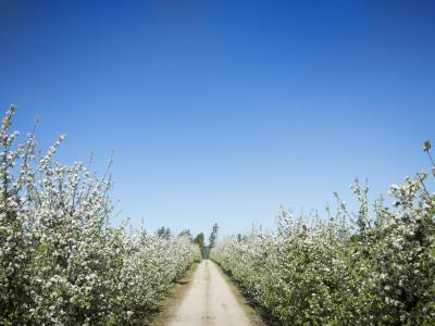 stig igenom äppelodling med blommande äppelträd och klarblå himmel