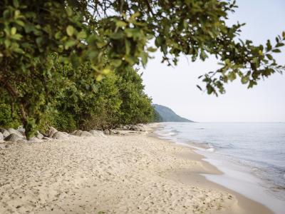 Trees by the beach at Stenshuvud Beach shoreline and forest
