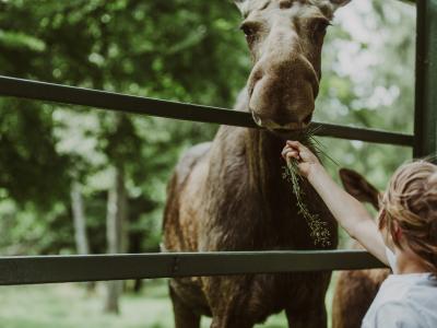 A boy feeding a moose © Mickael Tannus