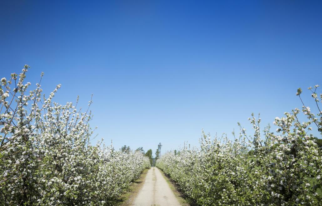 stig igenom äppelodling med blommande äppelträd och klarblå himmel