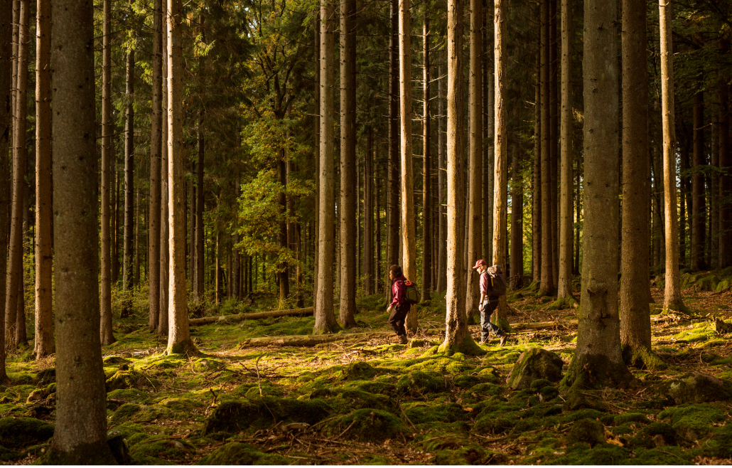 Walkers in forrest